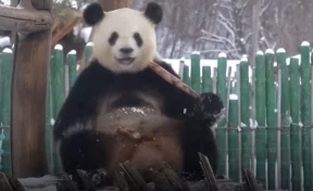 Сеть умилило видео с пандами, радующимися первому снегу