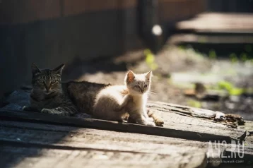 Фото: В Кемерове замуровали кошек на улицах Весенней и Островского: жильцы бьют тревогу 1
