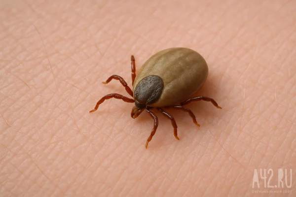 Эксперт Росприроднадзора назвал самые благоприятные места для клещей