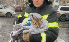В Кузбассе сотрудники МЧС спасли кошку, просидевшую на дереве несколько дней