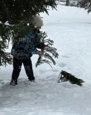 Кемеровчан возмутила «бабушка-вандалка», которая обдирала ёлки в центре города