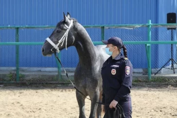 Фото: В Кемерове создали первый в Кузбассе взвод конной полиции 3