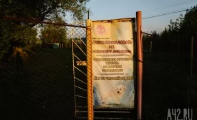 «Просто минное поле»: кузбассовцы пожаловались на повсеместное отсутствие площадок для выгула собак