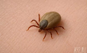 Эксперт Росприроднадзора назвал самые благоприятные места для клещей