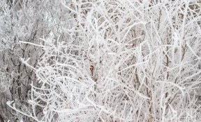 В Подмосковье чиновник получил 8 лет колонии за махинации с вывозом снега