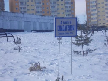 Фото: Неизвестные сломали часть деревьев на «Аллее спасателей» в Новокузнецке 1