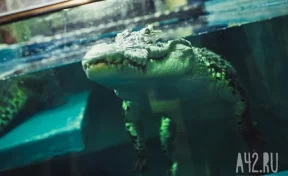 В Малайзии крокодил убил 23-летнего ловца крабов 
