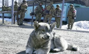 «Смесь корги с хаски»: в Кузбассе бродячий пёс стал талисманом спецназа Росгвардии 