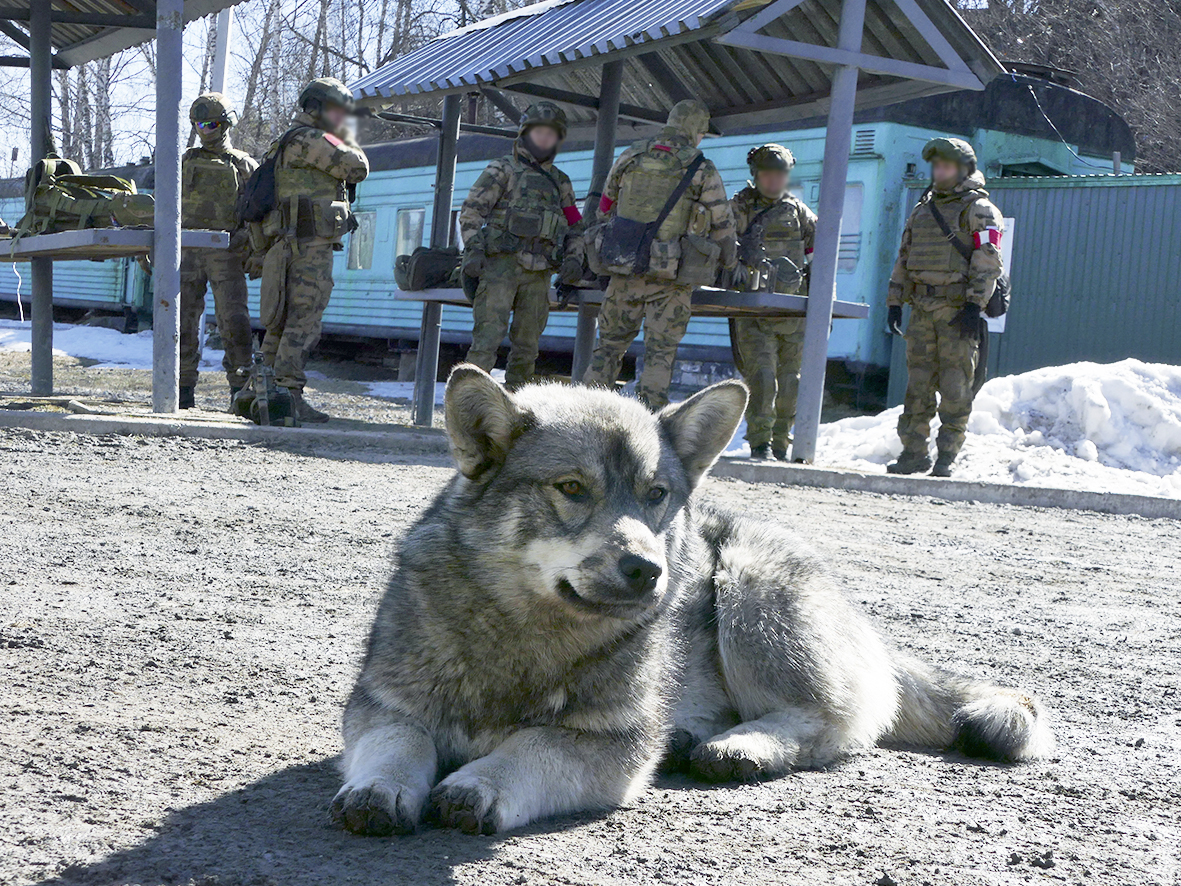 «Смесь корги с хаски»: в Кузбассе бродячий пёс стал талисманом спецназа Росгвардии 