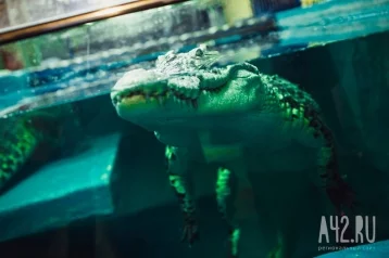 Фото: В Индии в общественном туалете притаился двухметровый крокодил 1