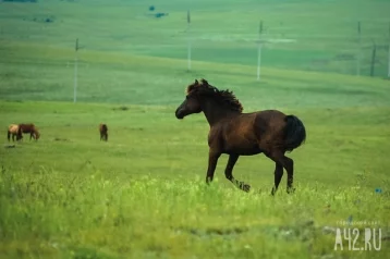 Фото: Кемеровчанин украл коня по кличке Жорж ради покупки спиртного 1