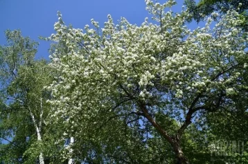 Фото: Тимофей Грядочник: погодные приметы на 2 июня 1