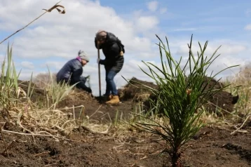 Фото: Илья Середюк: «В Кемерове высадят 35 000 молодых деревьев» 1