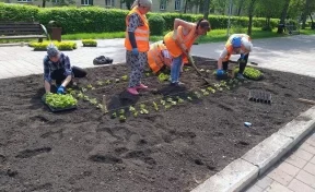 В Кемерове началась высадка цветов на клумбы