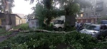 Фото: В Кемерове устраняют последствия шквалистого ветра: на дорогу рухнуло дерево 3