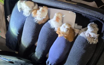 Фото: Иностранец пытался ввезти в Россию голубей в носках 1