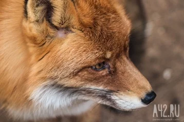 Фото: В России утвердили перечень животных, запрещённых к содержанию дома с 1 сентября 1