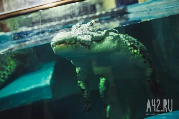 Фото: В Малайзии крокодил убил 23-летнего ловца крабов  1