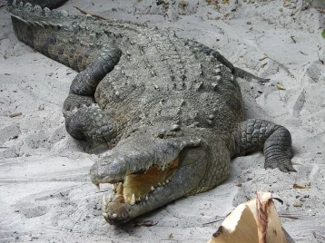Фото: В Мозамбике 19-летний футболист стал жертвой огромного крокодила 1