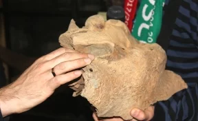 На разрезе в Кузбассе нашли останки древних животных 