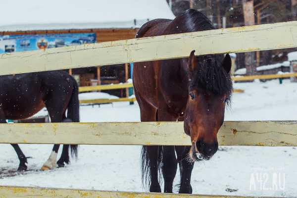 Mash Siberia: кузбассовец привёл лошадь в подъезд многоэтажки
