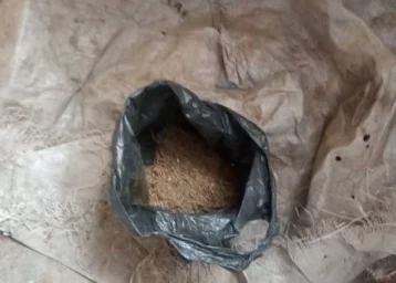 Фото: В столярной мастерской кузбассовца полицейские нашли пакет конопли 1