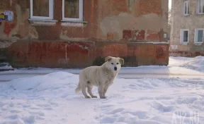 Дворы спальных районов Кемерова, где остановилось время