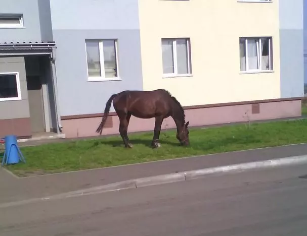 Фото: Кемеровчане обсуждают пасущихся около многоэтажного дома лошадей 1