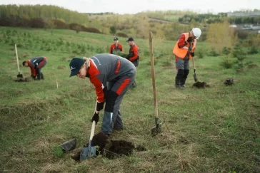 Фото: «Кузбассразрезуголь» высадил 150 000 деревьев на отвалах для восстановления земель 3