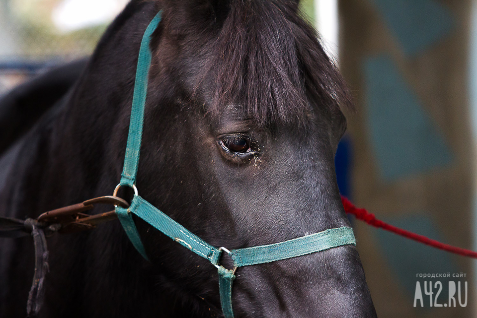 В Тверской области исчезла самая красивая лошадь России