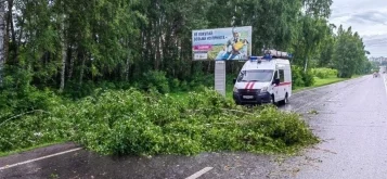 Фото: В Кемерове устраняют последствия шквалистого ветра: на дорогу рухнуло дерево 4