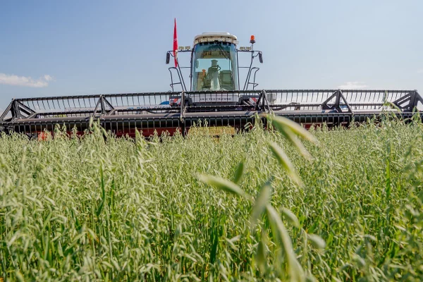 Косилка самоходная универсальная KSU 1 работает в сибирских полях с июля по сентябрь 