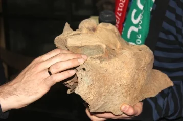 Фото: На разрезе в Кузбассе нашли останки древних животных  1