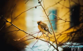 Василисин день: народные приметы на 23 марта