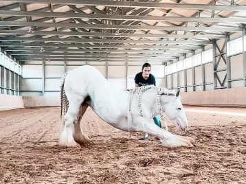 Фото: Конь из Кузбасса стал интернет-звездой 1