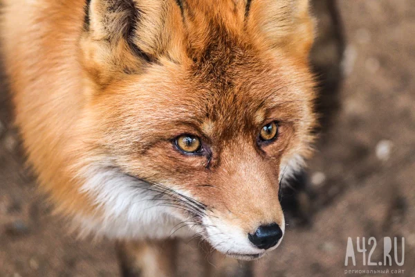 Очевидцы: в Кузбассе больная лиса гуляет рядом с детским садом