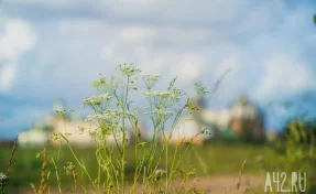 Нашествие саранчи угрожает пяти регионам России