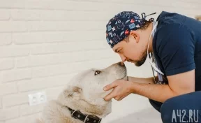 Центр «Успех» — ветеринария нового формата в Кемерове