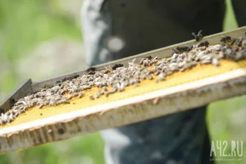Фото: Роспотребнадзор озвучил результаты проверки фактов массовой гибели пчёл в Кузбассе 1
