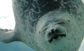 Толстый тюлень из океанариума в Японии стал суперзвездой