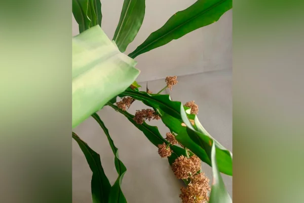 «Искали всей филармонией»: комнатный цветок переполошил целое учреждение культуры в Кемерове