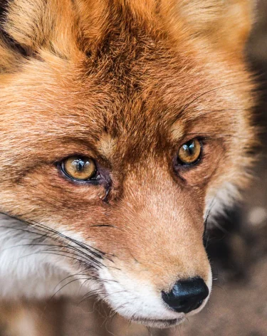 Очевидцы: в Кузбассе больная лиса гуляет рядом с детским садом