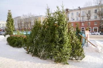 Фото: В Кузбассе к Новому году разрешили вырубить 17 528 елей и пихт 1