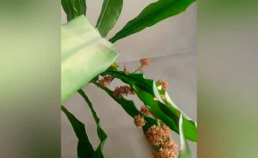 «Искали всей филармонией»: комнатный цветок переполошил целое учреждение культуры в Кемерове