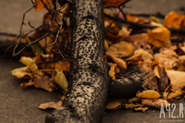 В Новокузнецке вырубят 403 дерева на месте новой набережной Томи и КРТ «Левобережный»