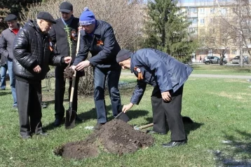 Фото: В Кемерове высадили уникальный тополь 1