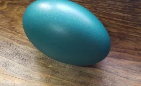 Кемеровский эму снёс огромное синее яйцо 