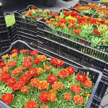 Фото: В Кемерове высадят более миллиона цветов 2