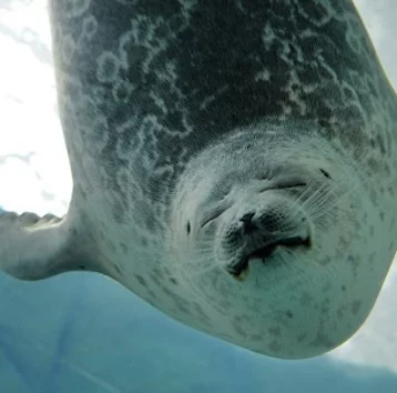 Фото: Толстый тюлень из океанариума в Японии стал суперзвездой 1