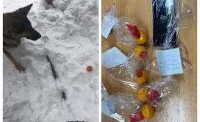 В Кемерове служебная собака нашла закладку из мандаринов с наркотиками